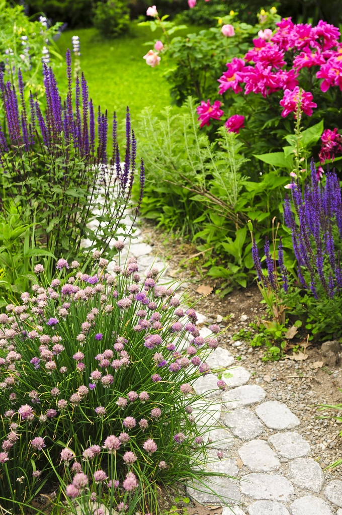 La beauté pérenne des plantes vivaces : un atout pour votre jardin