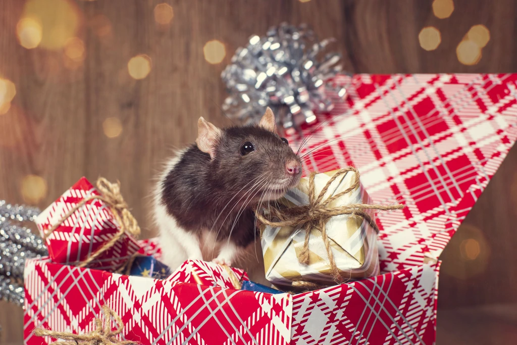 Découvrez le Contenu Captivant du Calendrier de l’Avent Rituals 2020